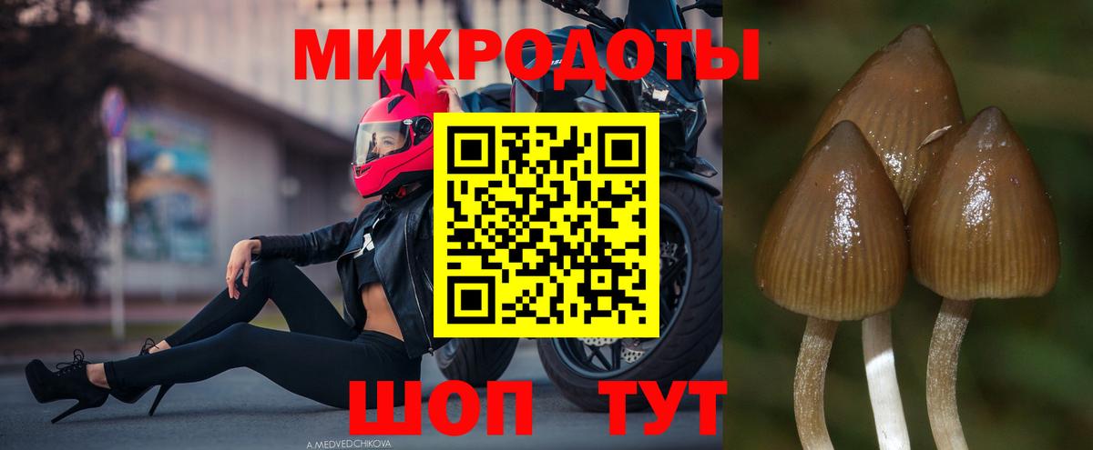 Галлюциногенные грибы Psilocybe Грозный